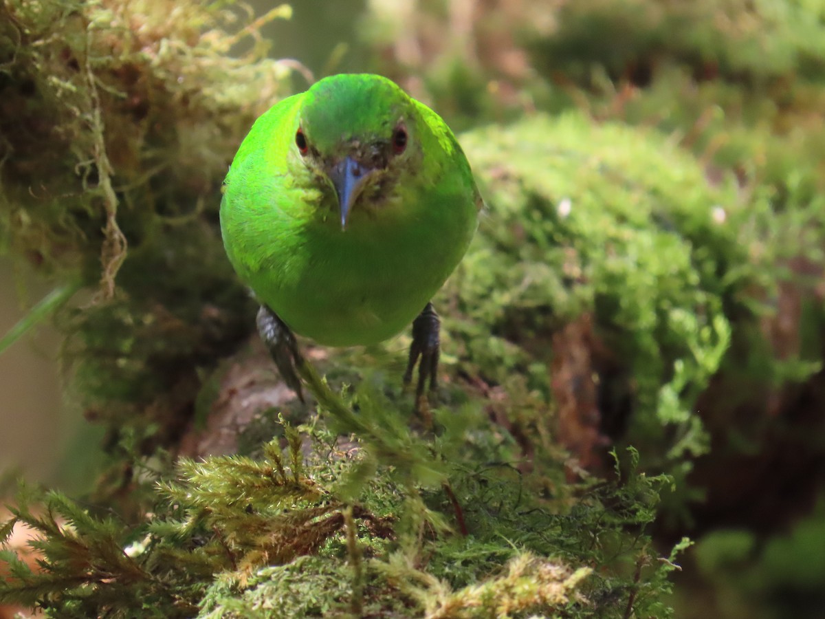 Green Honeycreeper - ML645739936