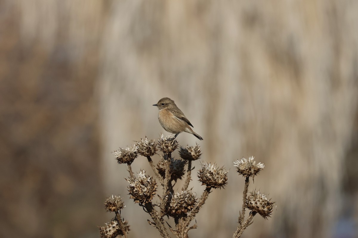Трав'янка чорноголова - ML645739939