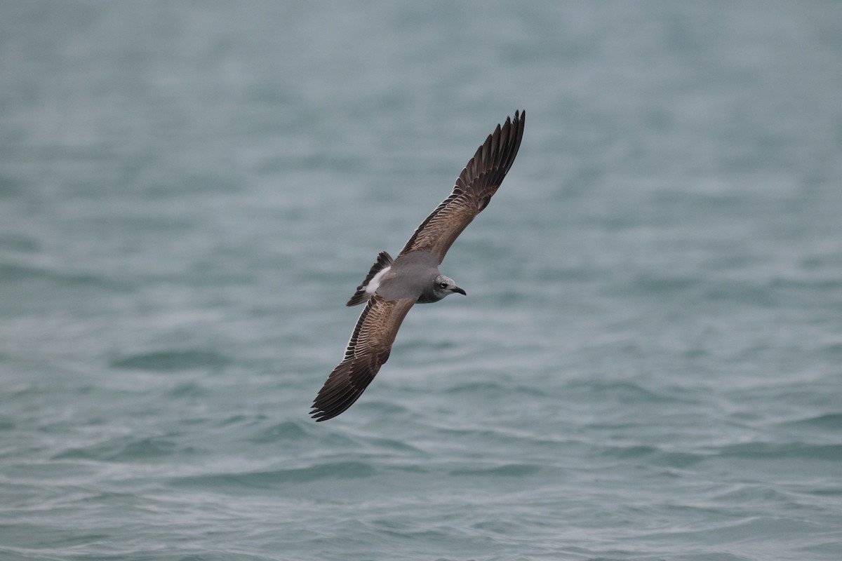 Laughing Gull - ML645739953