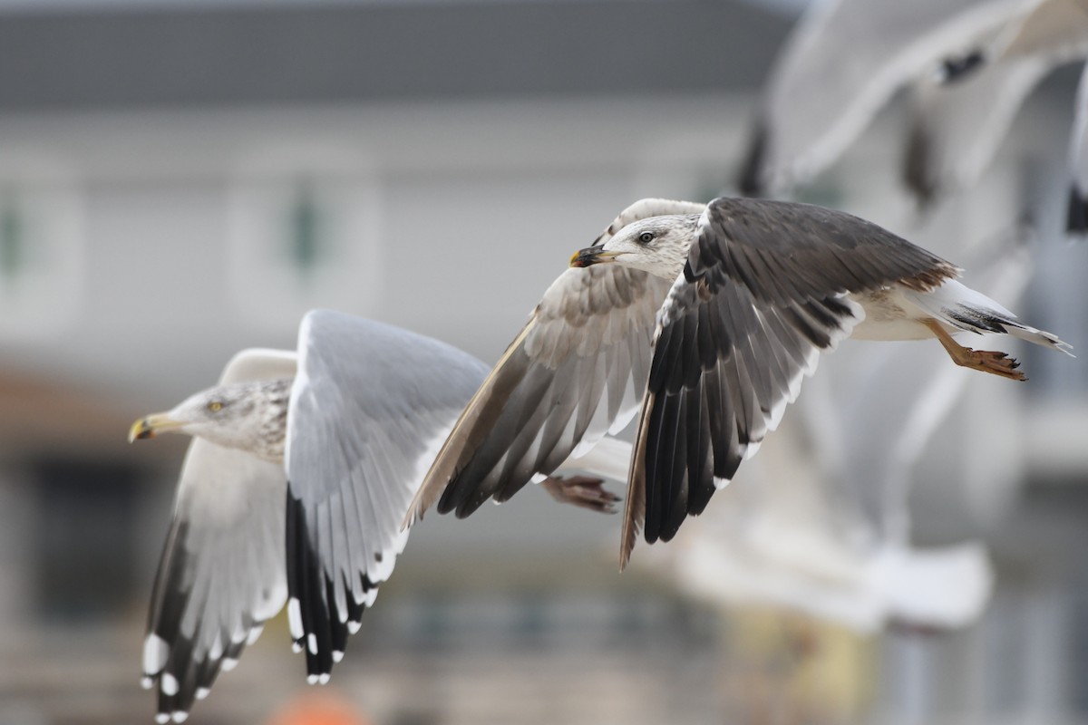 Lesser Black-backed Gull - ML645739954