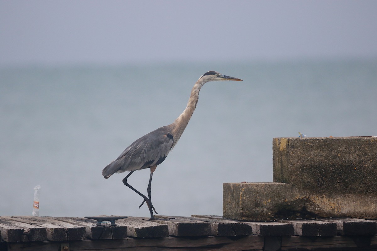 Great Blue Heron - ML645739975