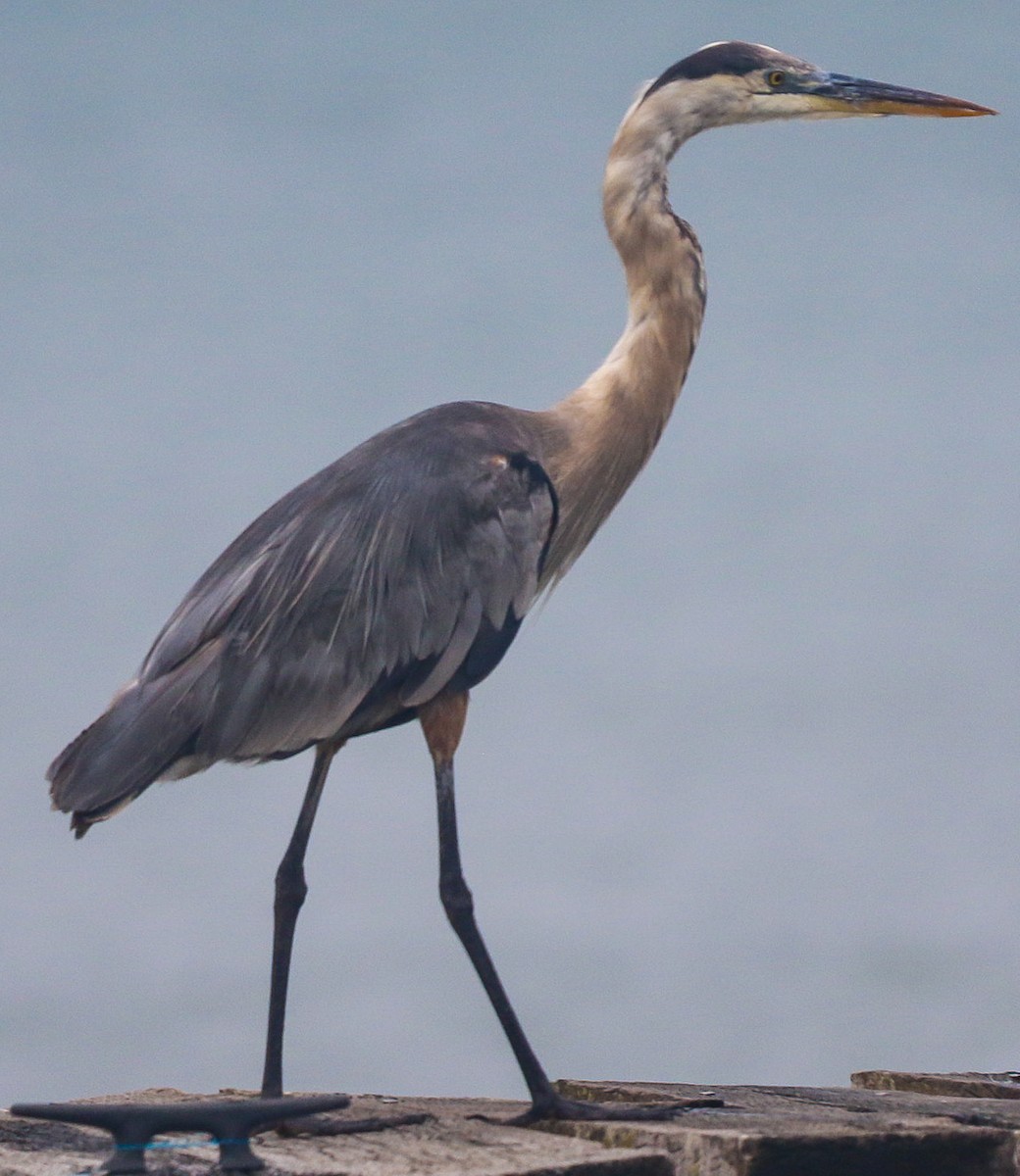 Great Blue Heron - ML645739976