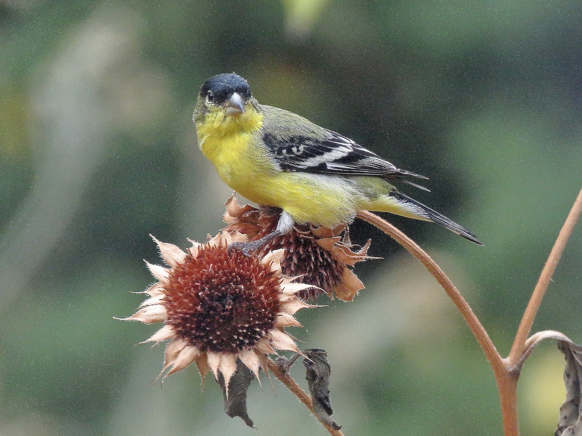 Lesser Goldfinch - ML645739978