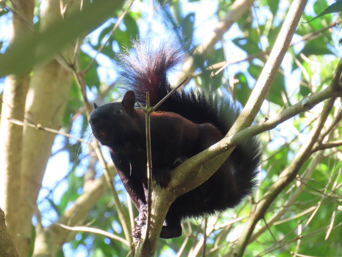 scoiattolo variegato - ML645739979