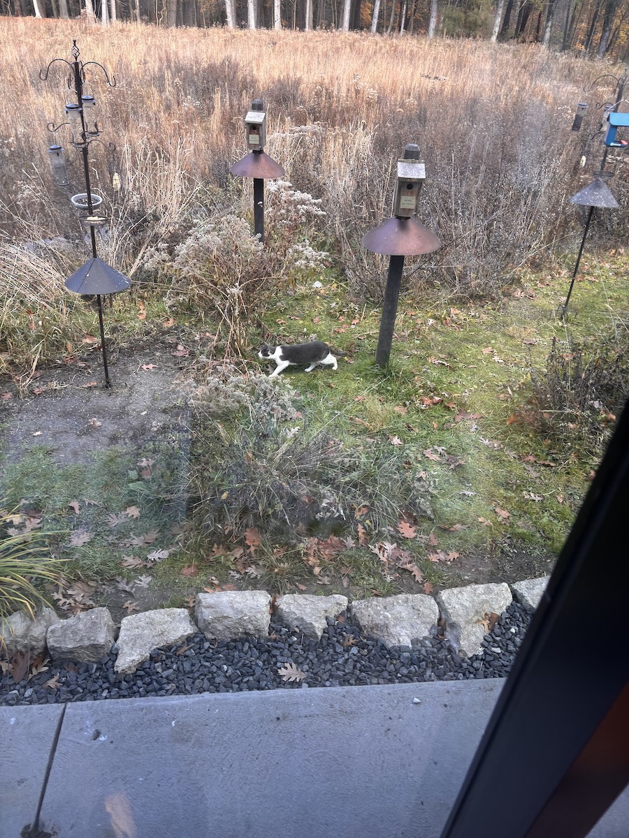 Domestic Cat - ML645739982