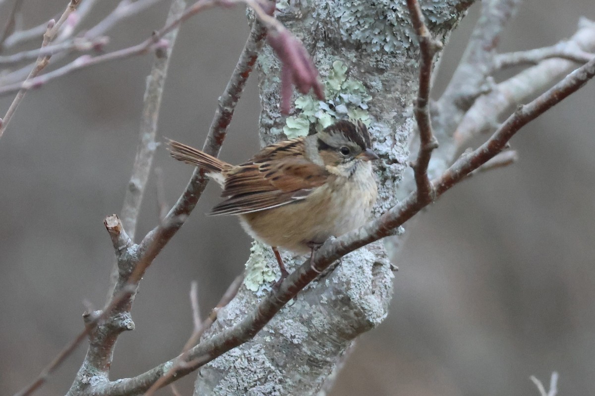 Swamp Sparrow - ML645740000