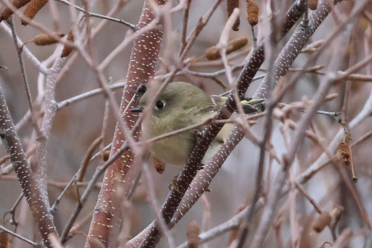 Ruby-crowned Kinglet - ML645740007