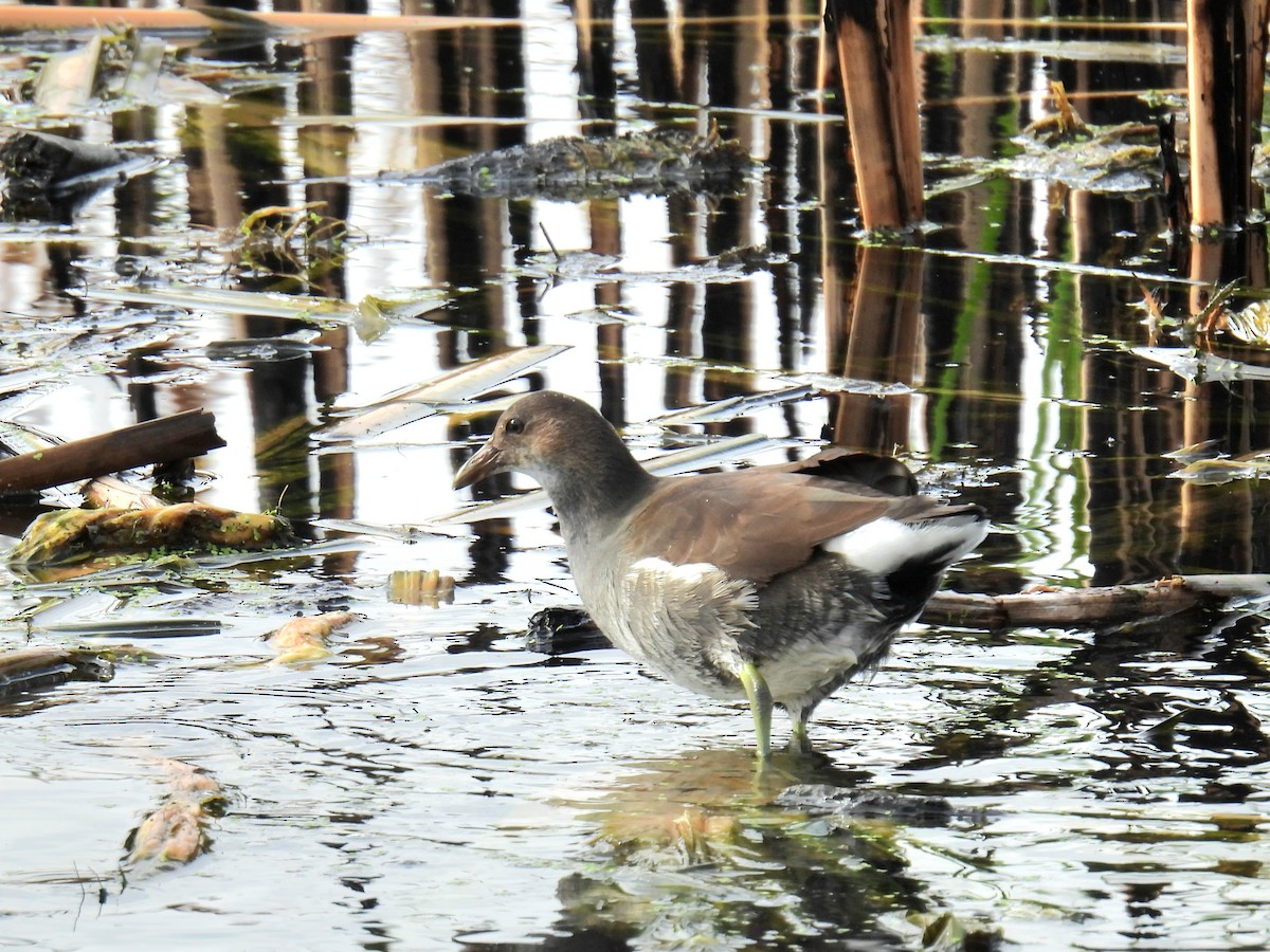 slípka americká - ML645740014