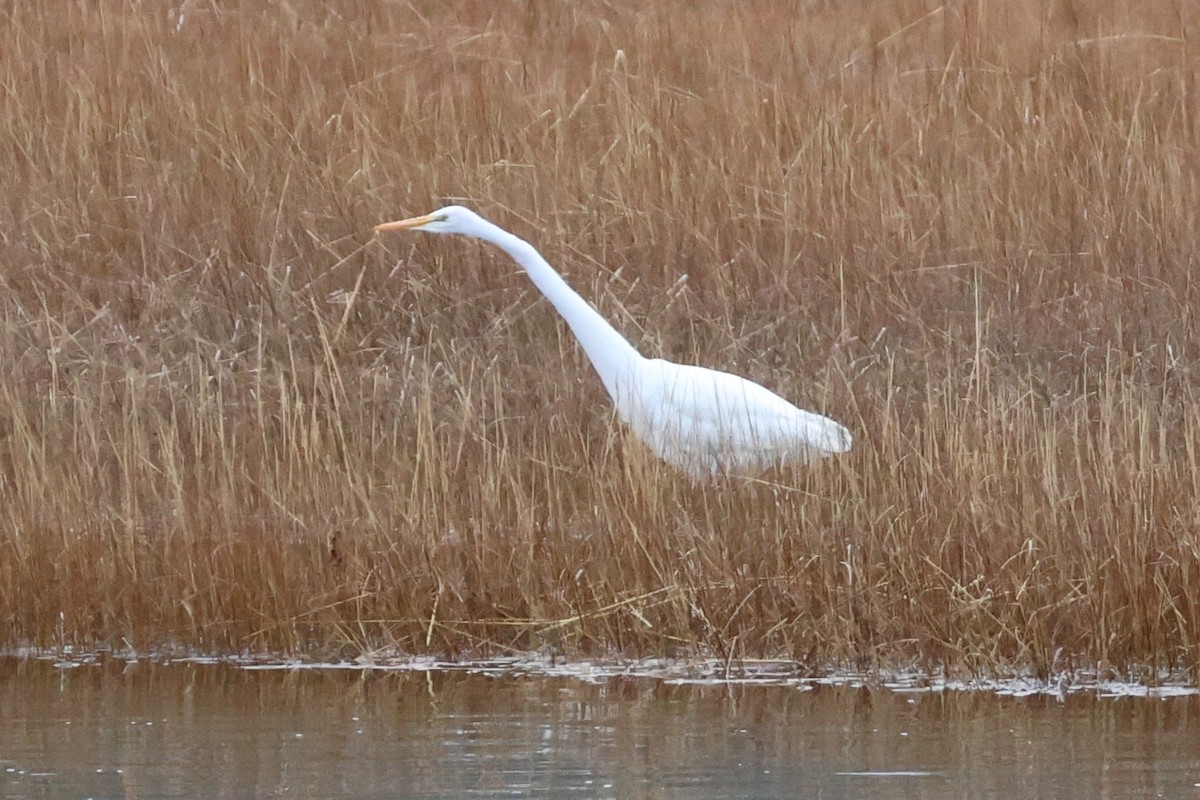 volavka bílá - ML645740022