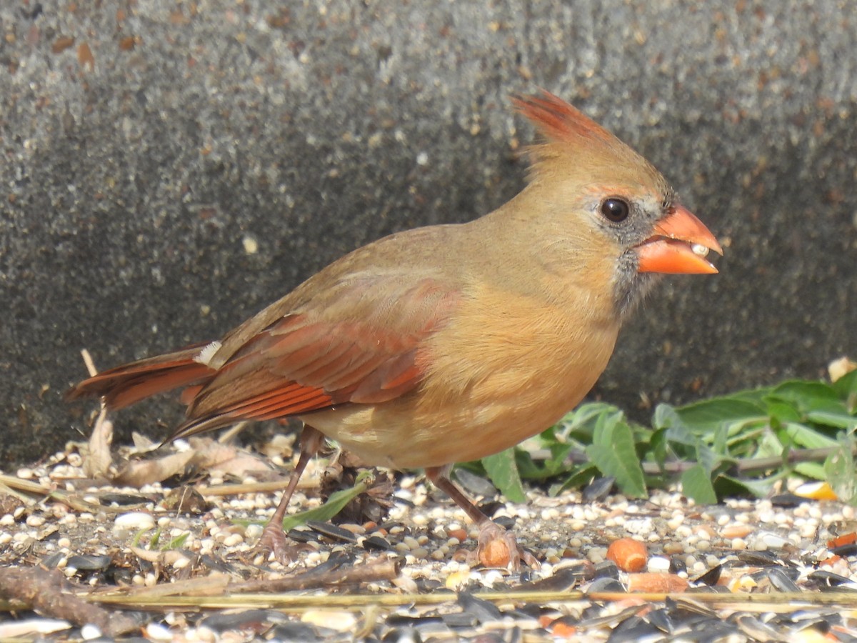 Northern Cardinal - ML645740039