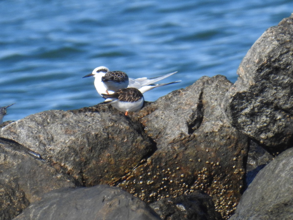 翻石鷸 - ML645740043