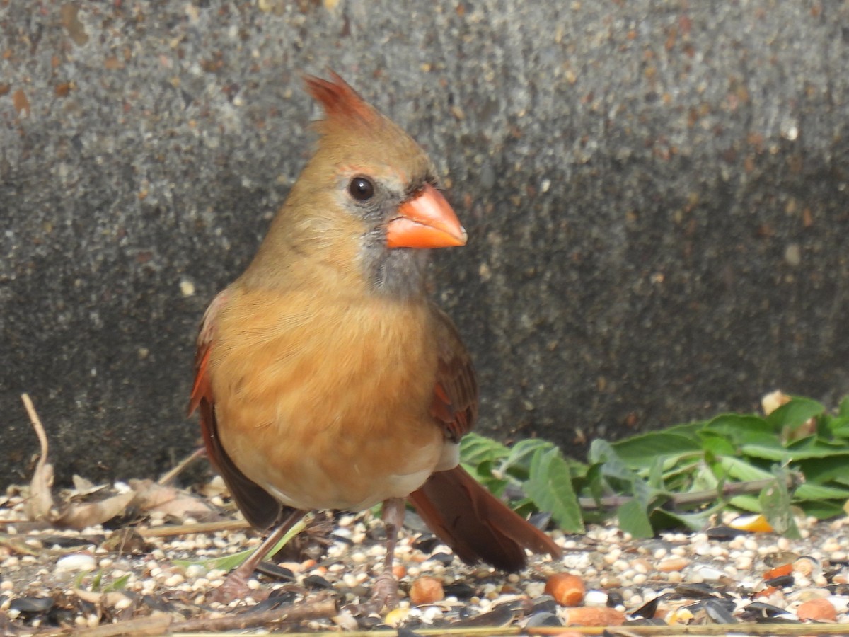 Northern Cardinal - ML645740052