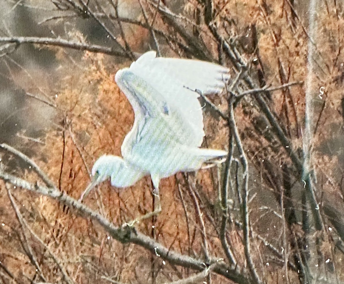 Little Blue Heron - ML645740053