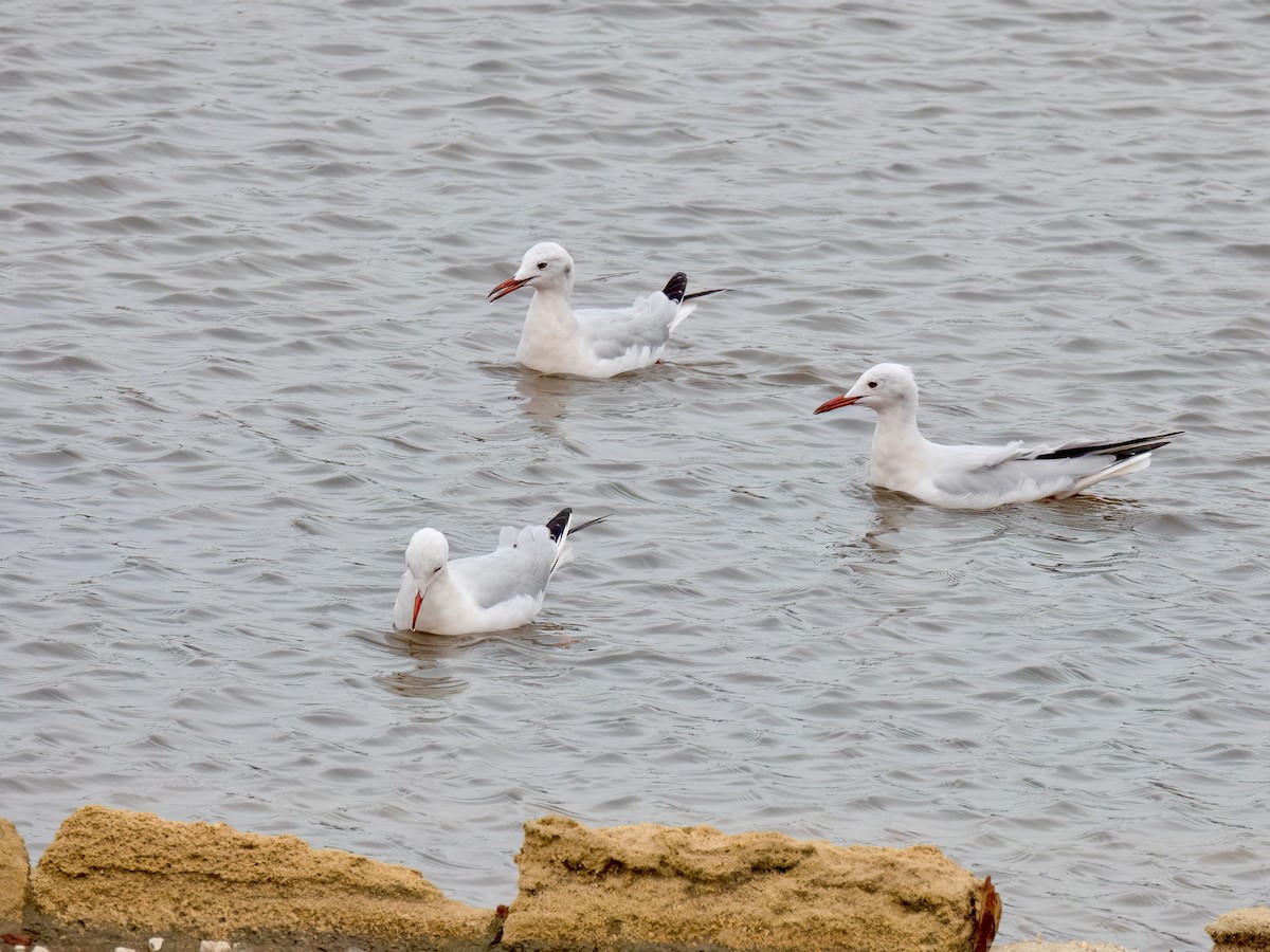 Slender-billed Gull - ML645740058