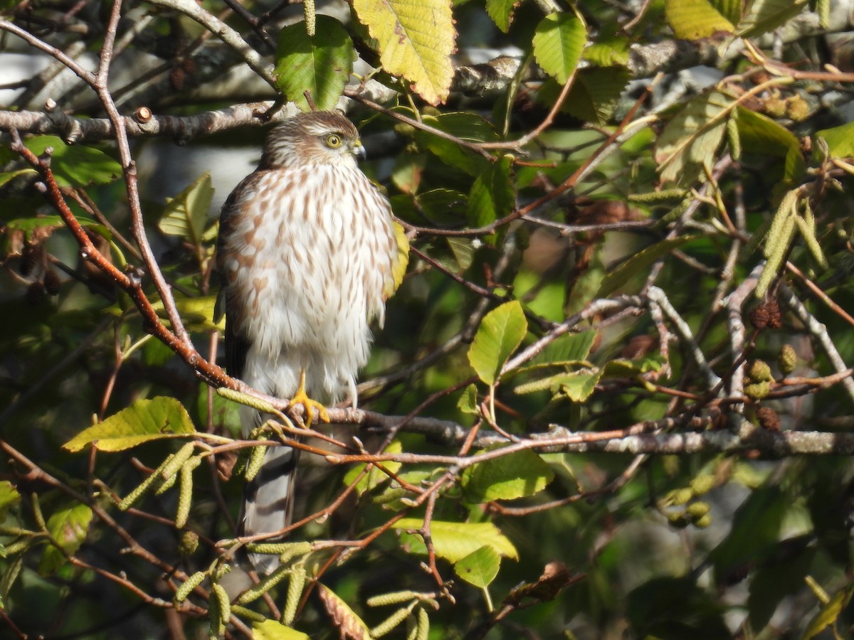 Sharp-shinned Hawk - ML645740066