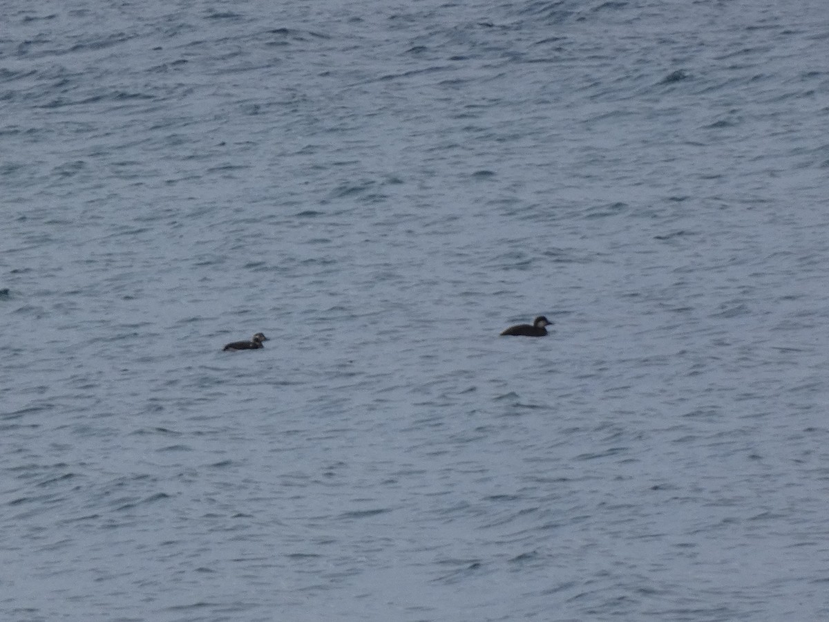 amerikasvartand - ML645740071