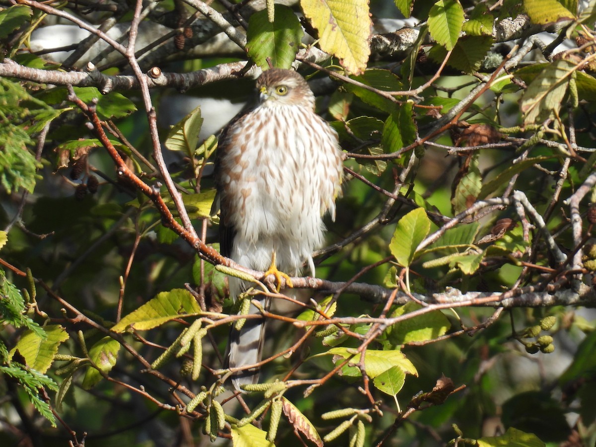 Sharp-shinned Hawk - ML645740077