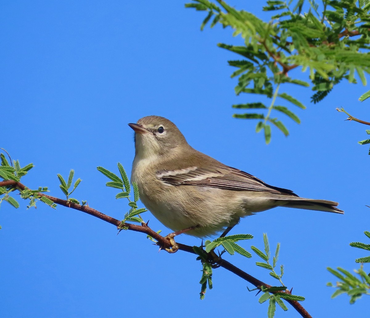 Pine Warbler - ML645740078