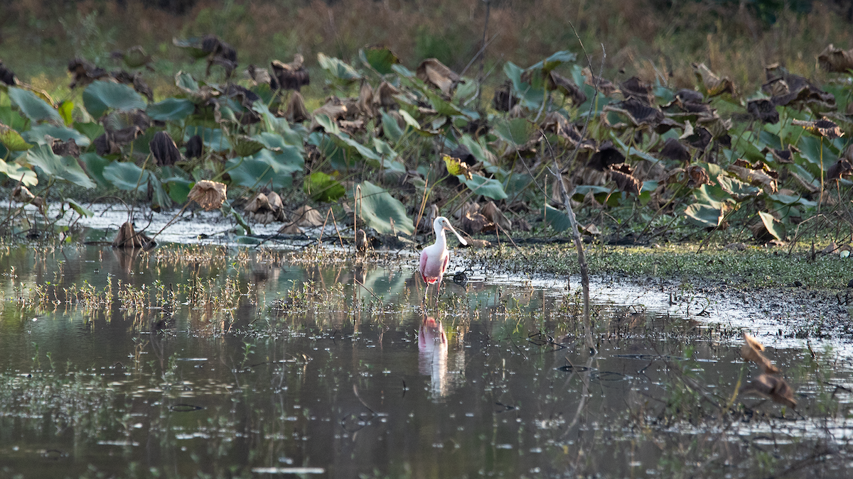Roseate Spoonbill - ML645740080