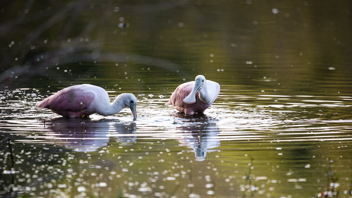 Roseate Spoonbill - ML645740083