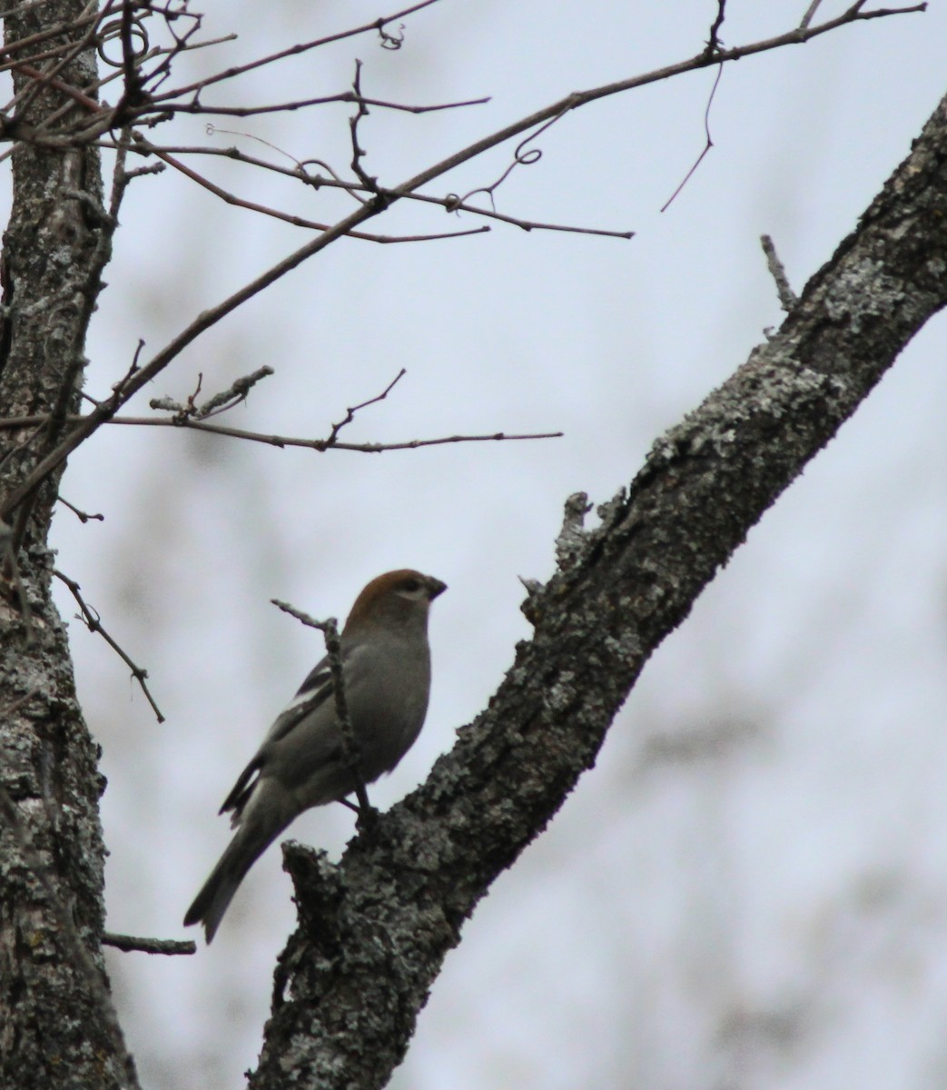 Tayga Çütresi - ML645740085