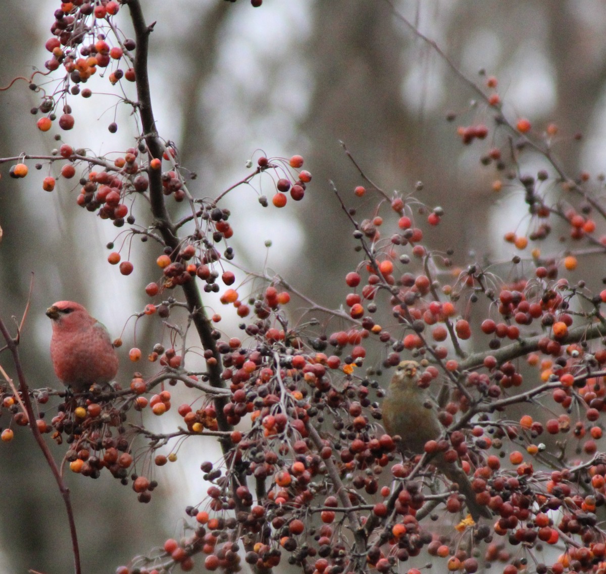 Tayga Çütresi - ML645740087