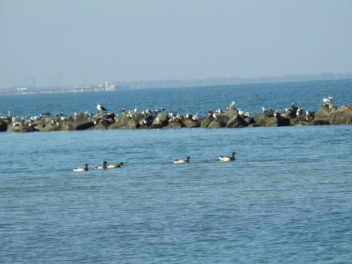 黑雁 - ML645740104