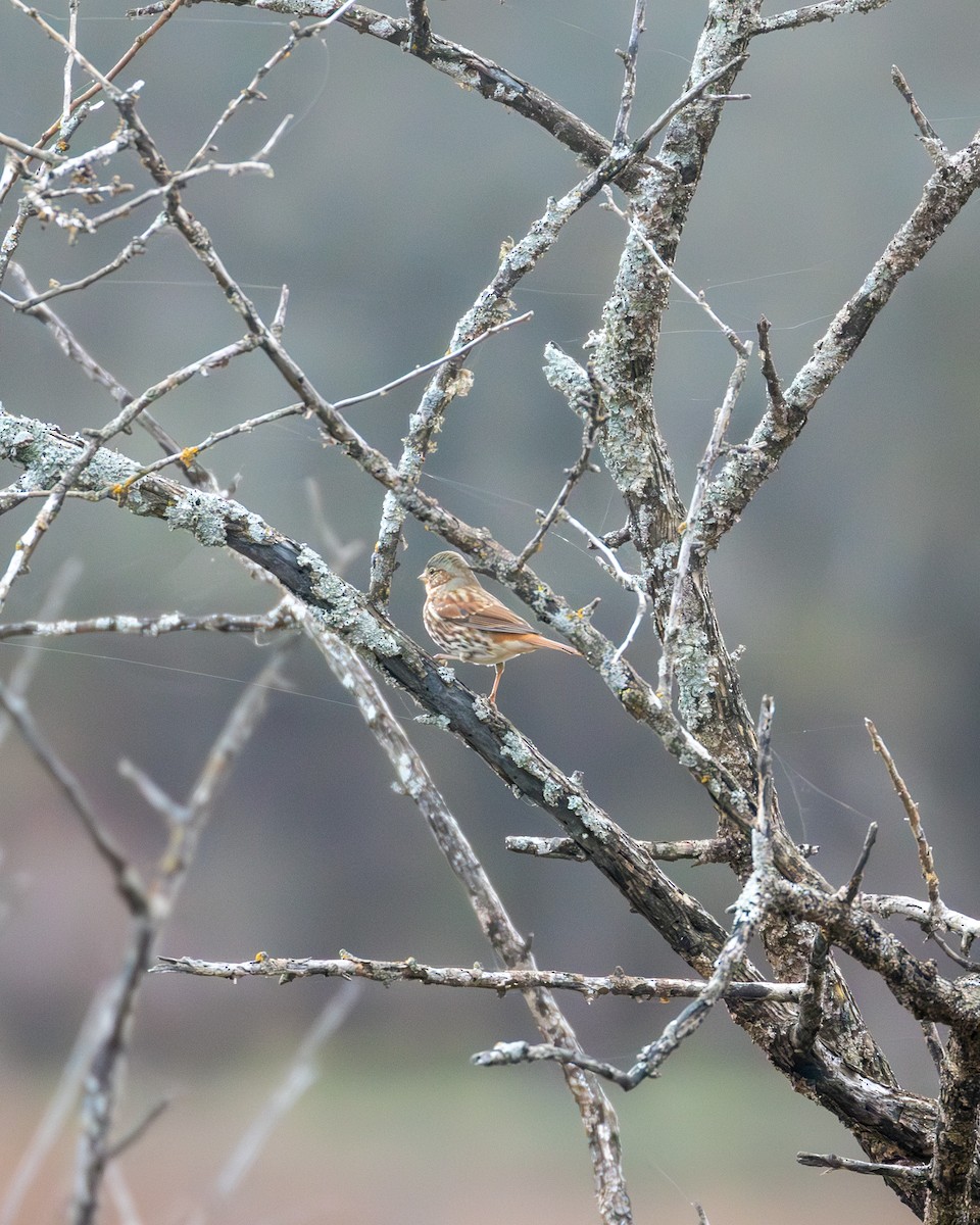 Fox Sparrow - ML645740112