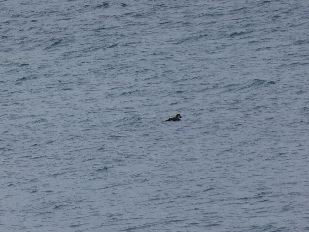 amerikasvartand - ML645740119