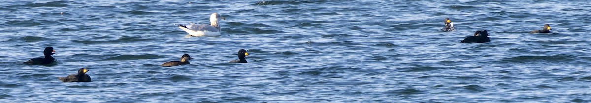 amerikasvartand - ML645740120