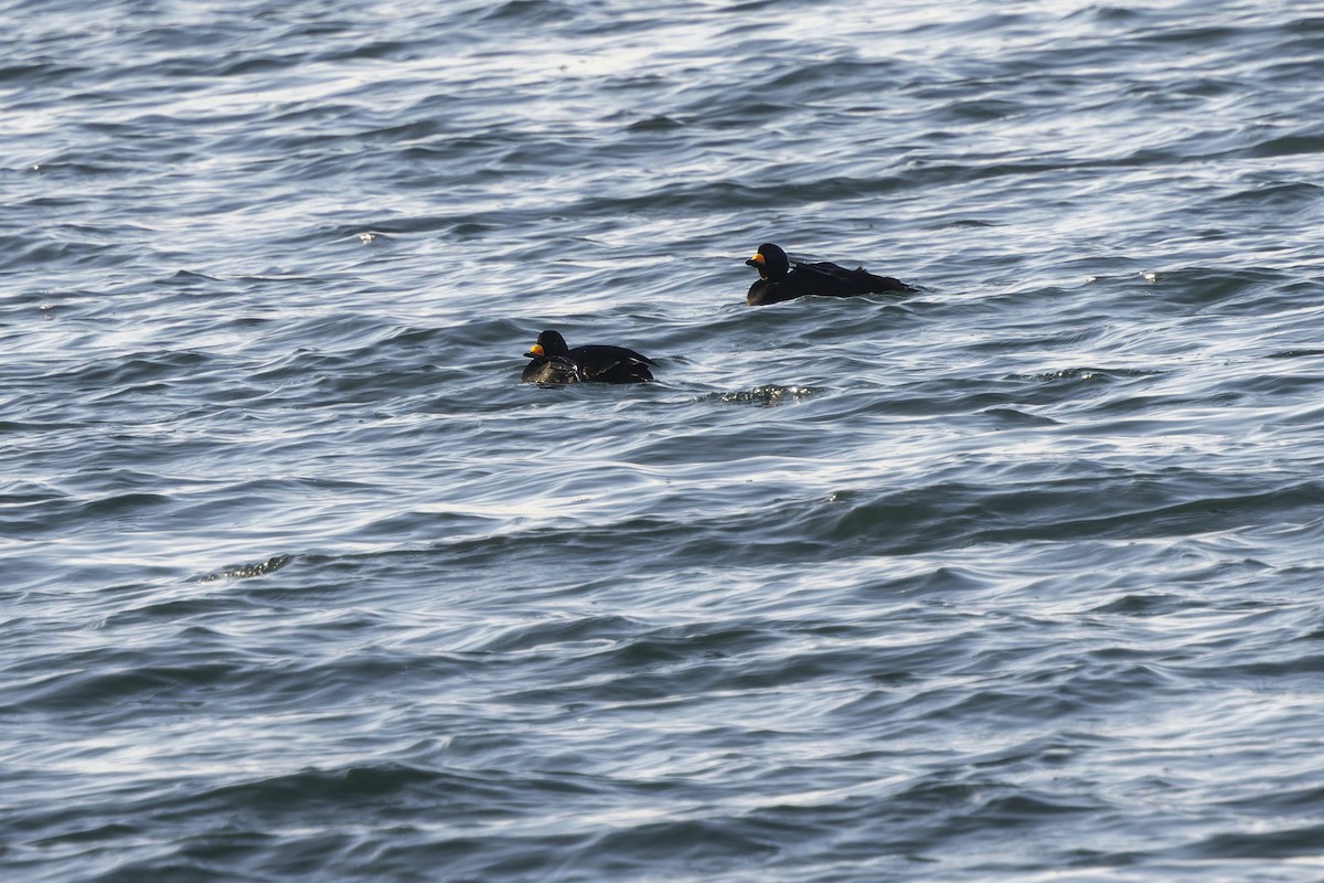 amerikasvartand - ML645740121