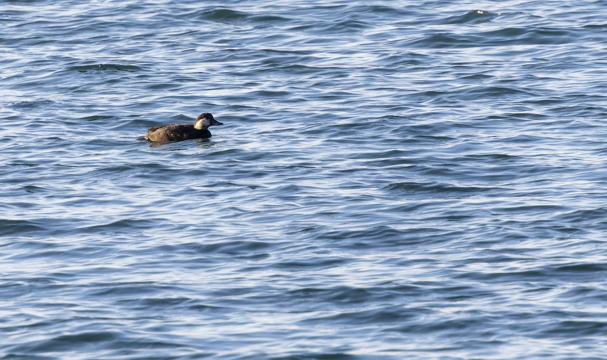 amerikasvartand - ML645740122