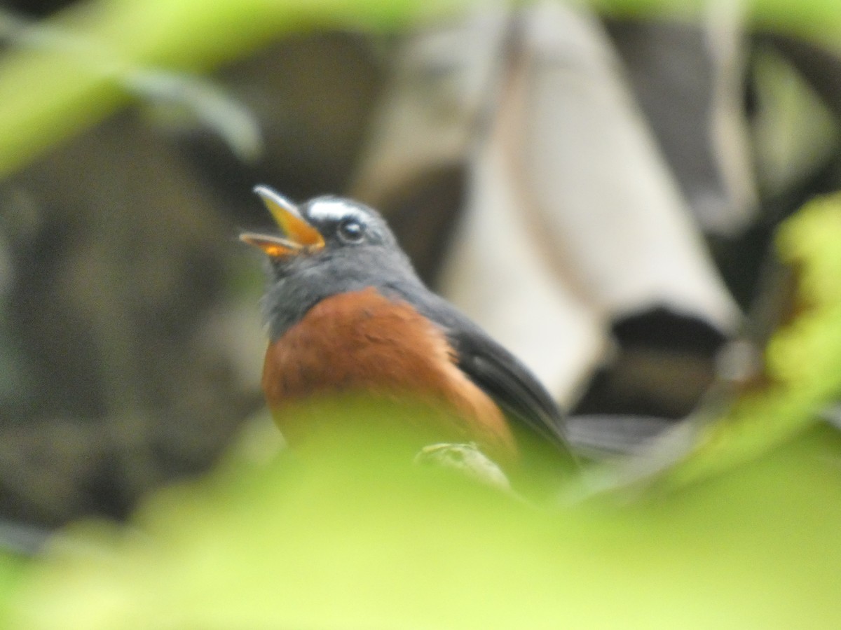 Chestnut-bellied Chat-Tyrant - ML645740124