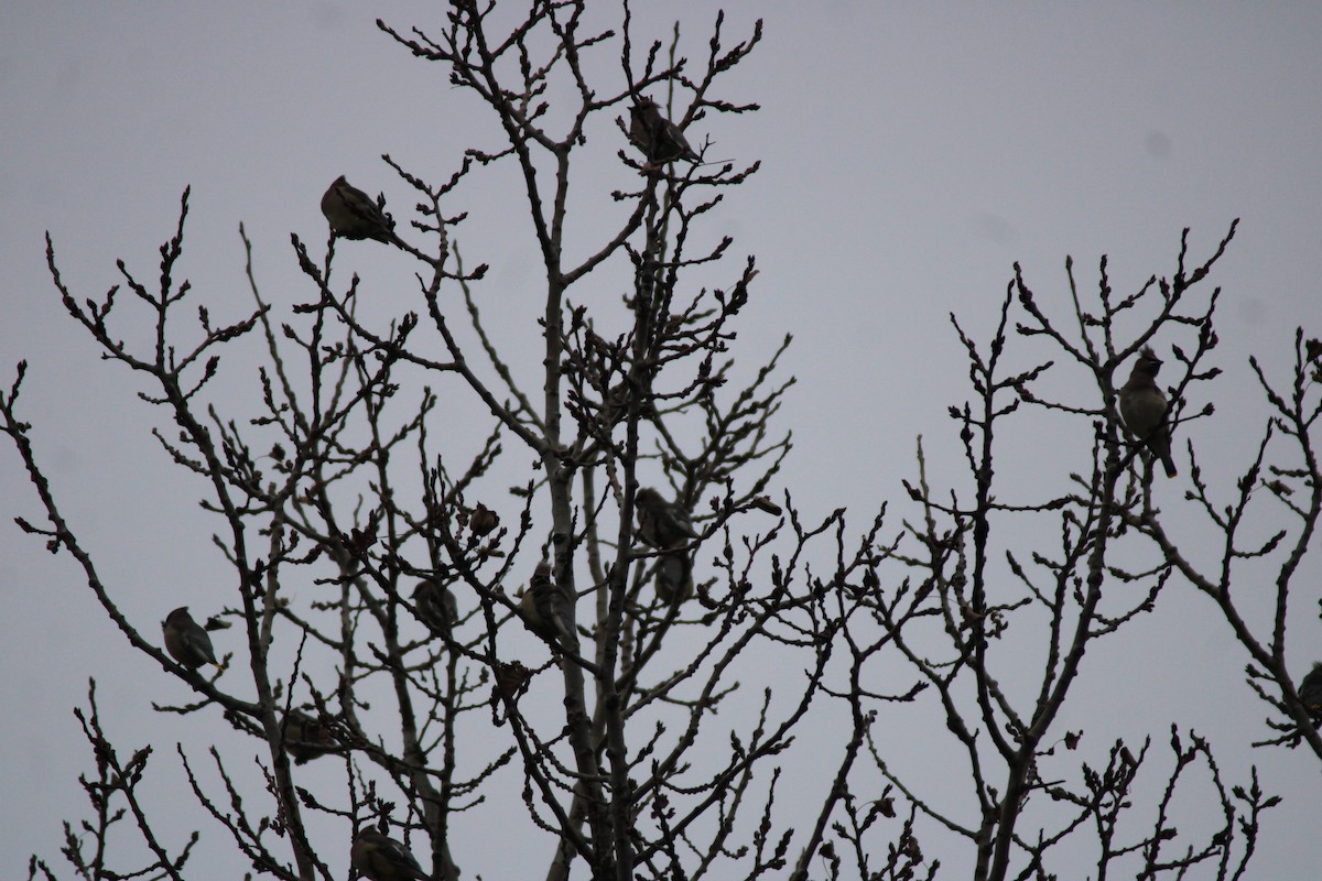 Ampelis Americano - ML645740133