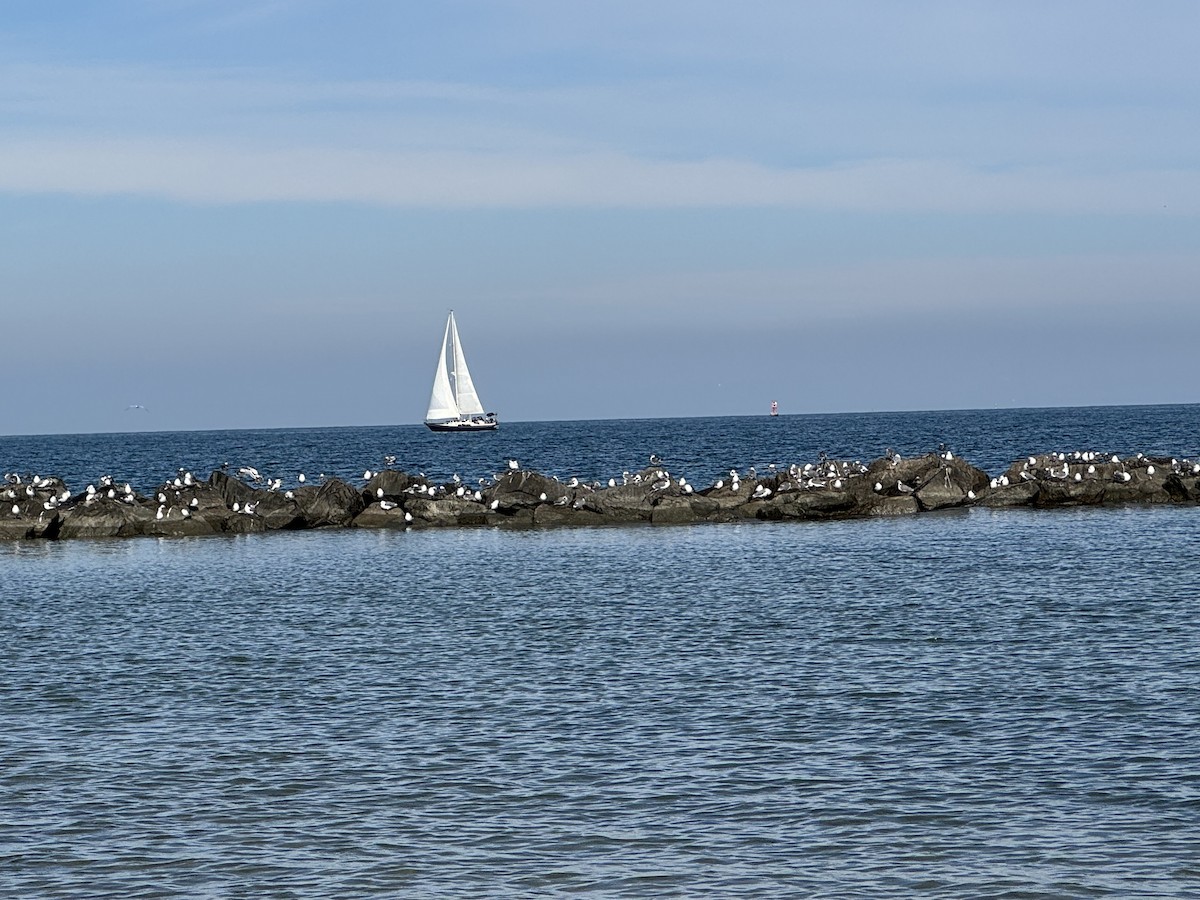 笑鷗 - ML645740134