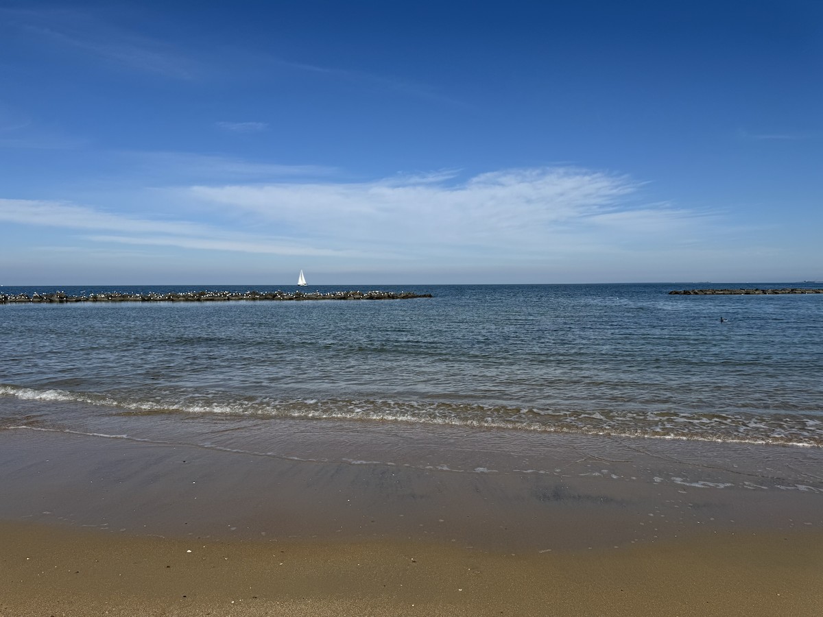 笑鷗 - ML645740135