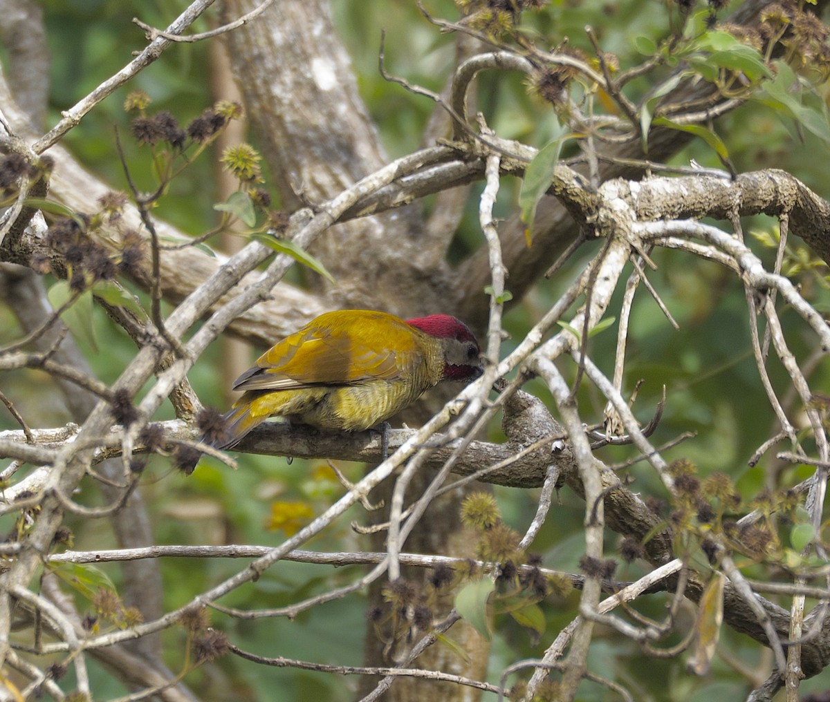 Golden-olive Woodpecker - ML645740144