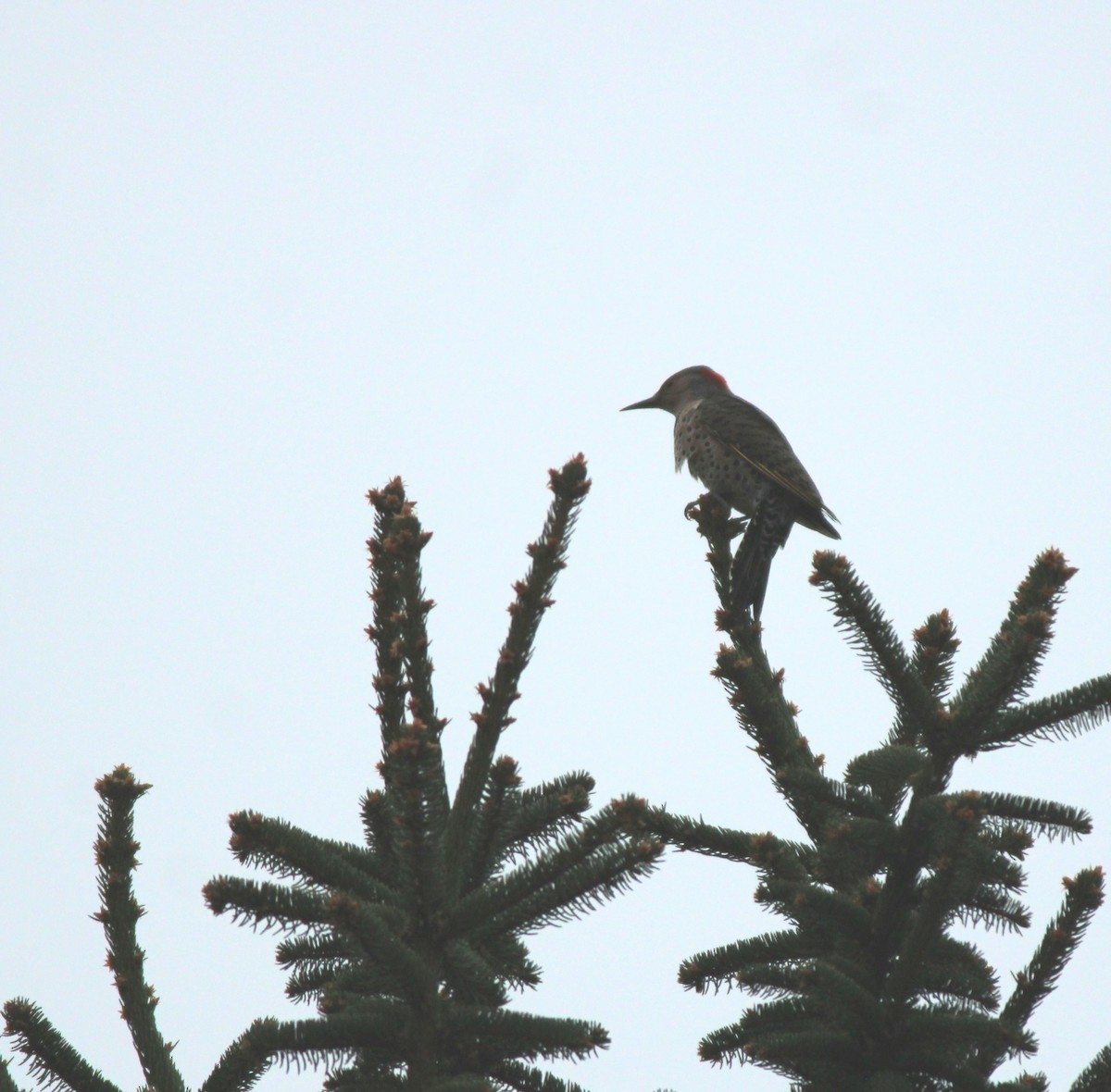 Carpintero Escapulario - ML645740149