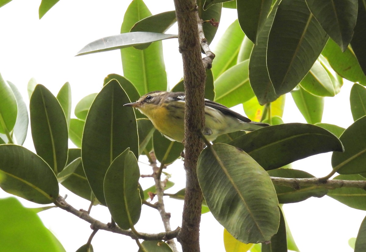 Blackburnian Warbler - ML645740152