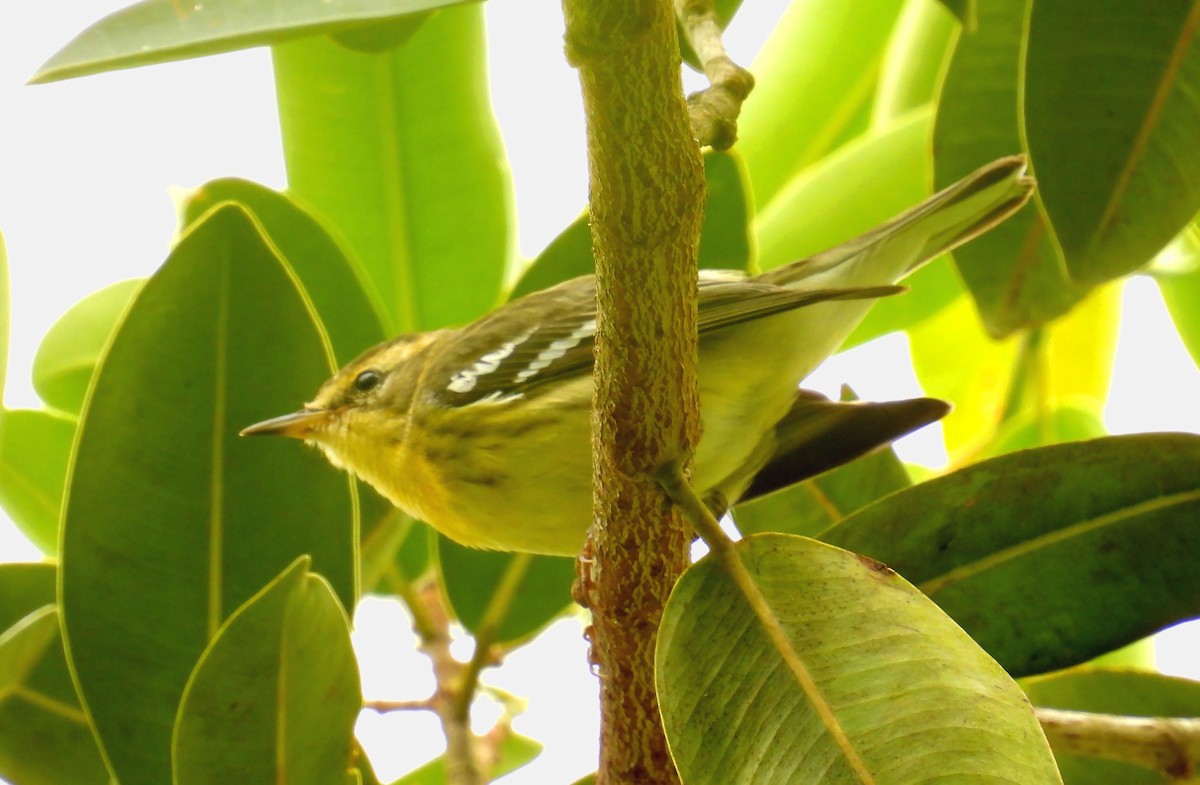 Blackburnian Warbler - ML645740153