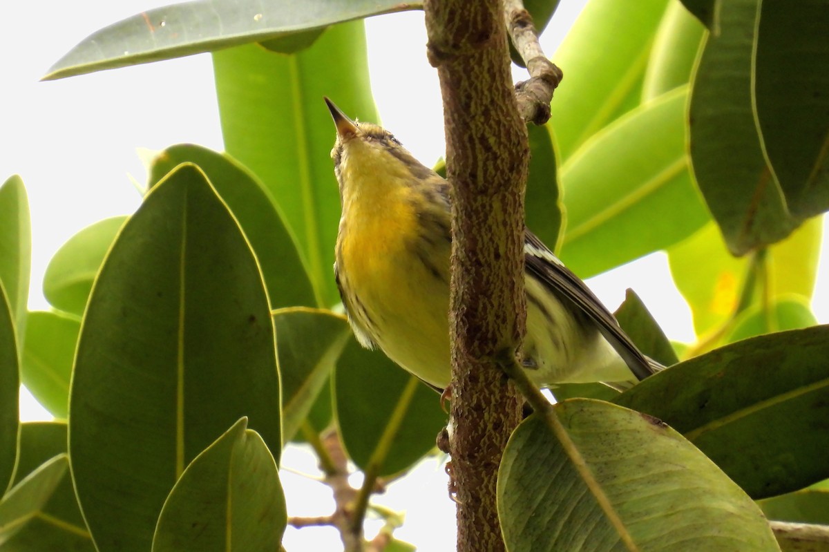 Blackburnian Warbler - ML645740154