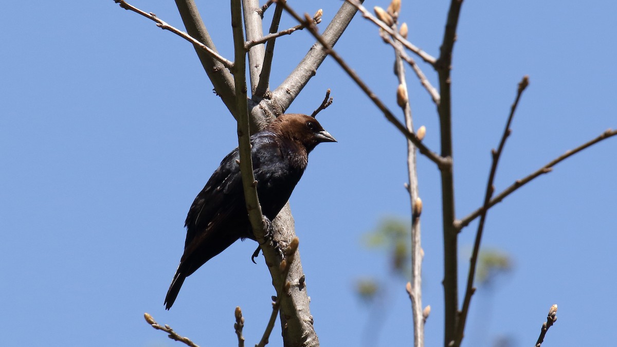 Brown-headed Cowbird - ML645740168