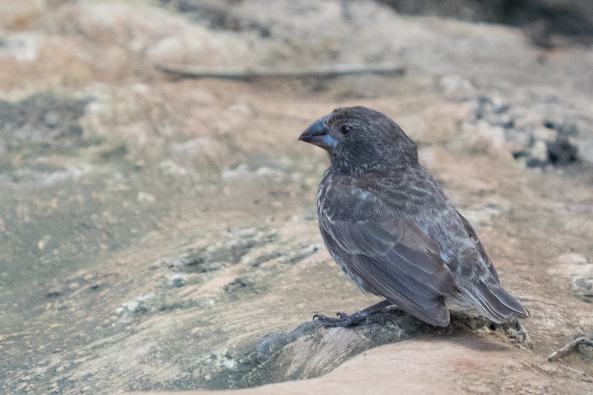 finch sp. - ML645740169