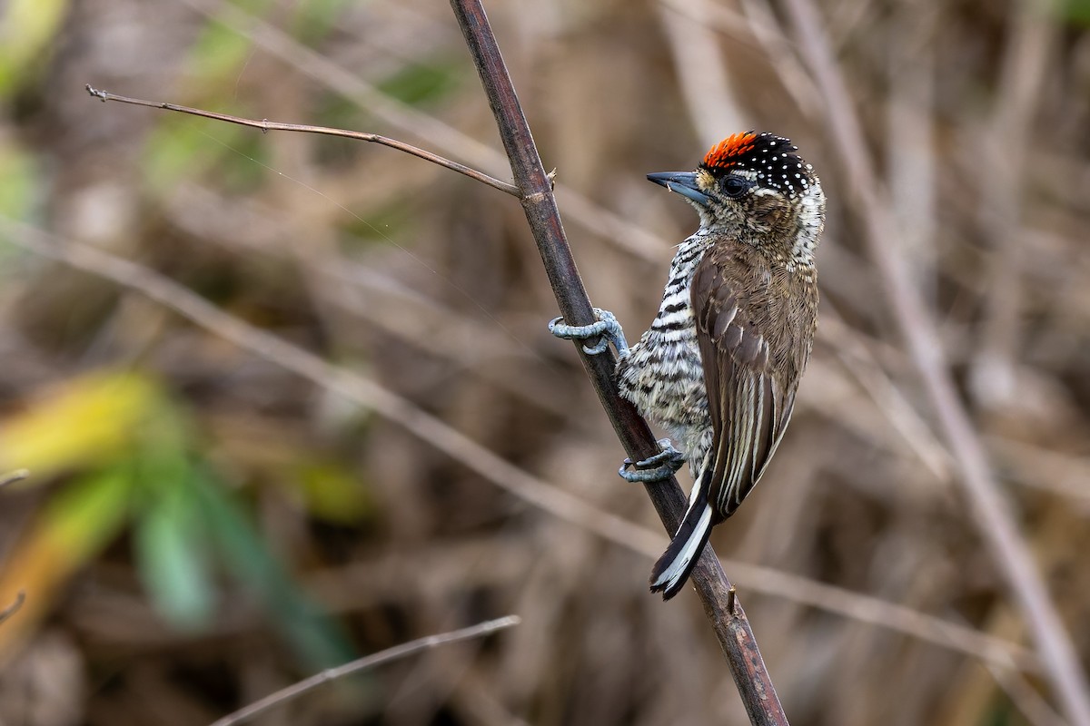 Carpinterito Variable - ML645740188