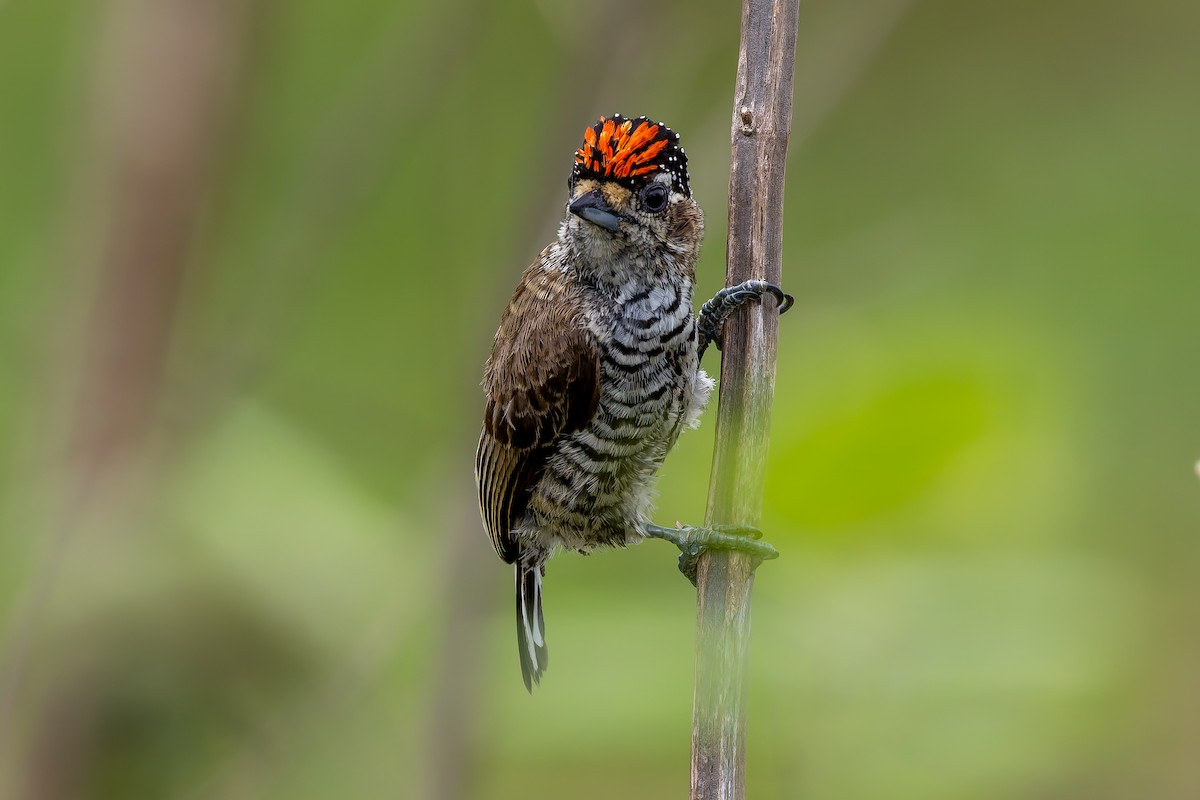 Carpinterito Variable - ML645740189