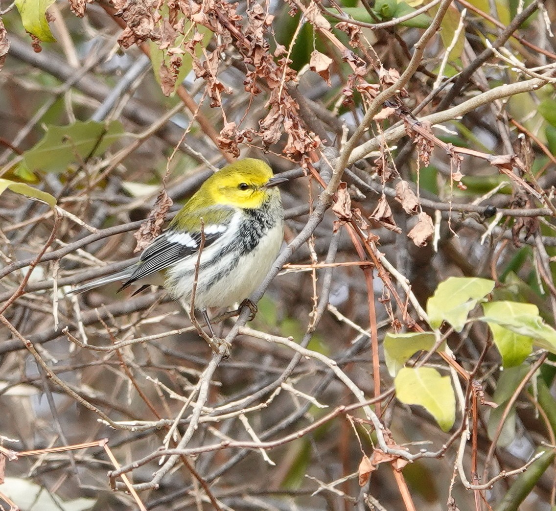 Black-throated Green Warbler - ML645740196