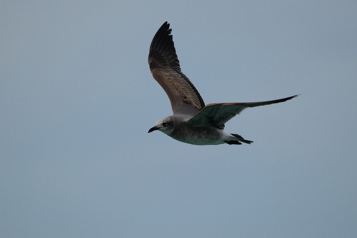 Laughing Gull - ML645740202