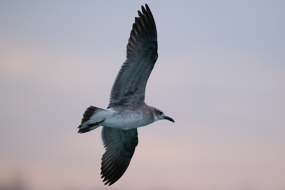 Laughing Gull - ML645740203