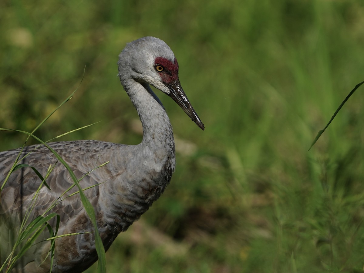 Sandhill Crane (Lesser) - ML645740204