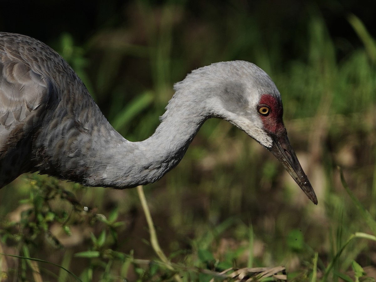Sandhill Crane (Lesser) - ML645740205